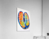 Cellular Harmony AB92C3 55 Acrylic Print