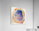 Cellular Harmony H9P4N2 48 Acrylic Print