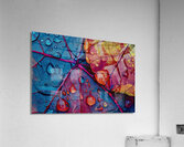Chromatic Leaf Study H2N9J2 65 Acrylic Print