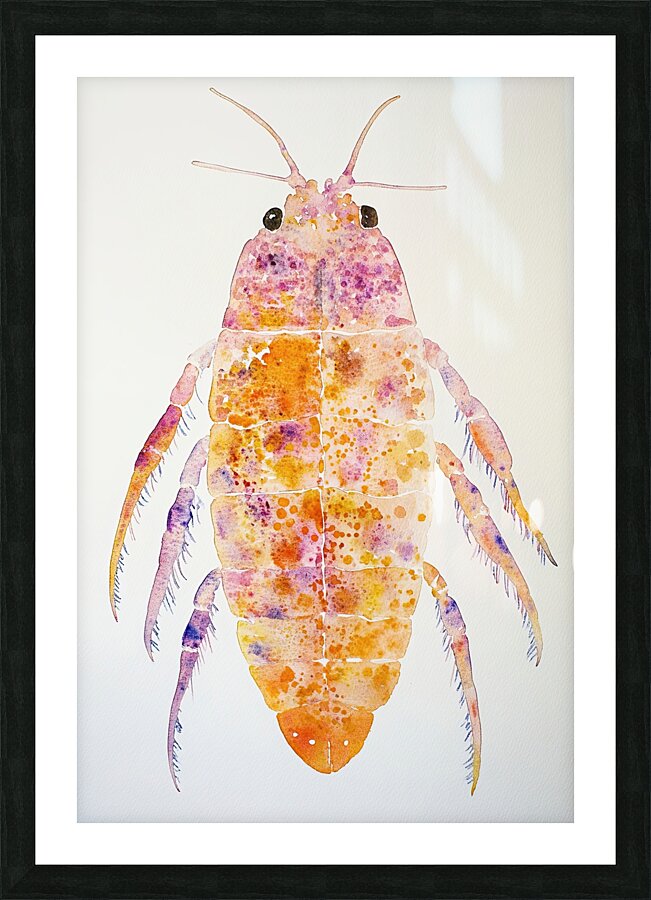 Chromatic Crustacean JH92N3 45 Picture Frame print