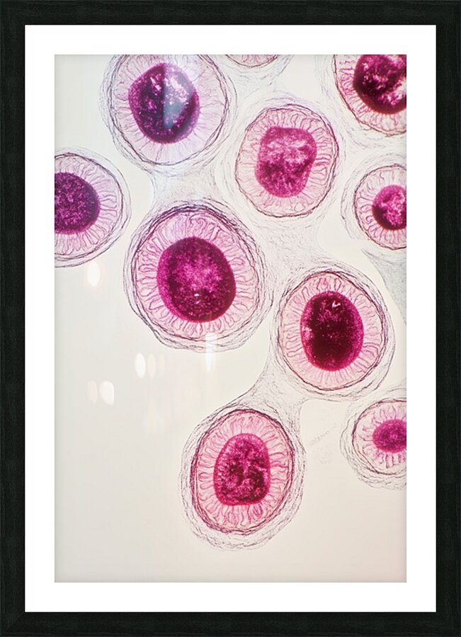 Cellular Harmony 249CPZ 47 Picture Frame print