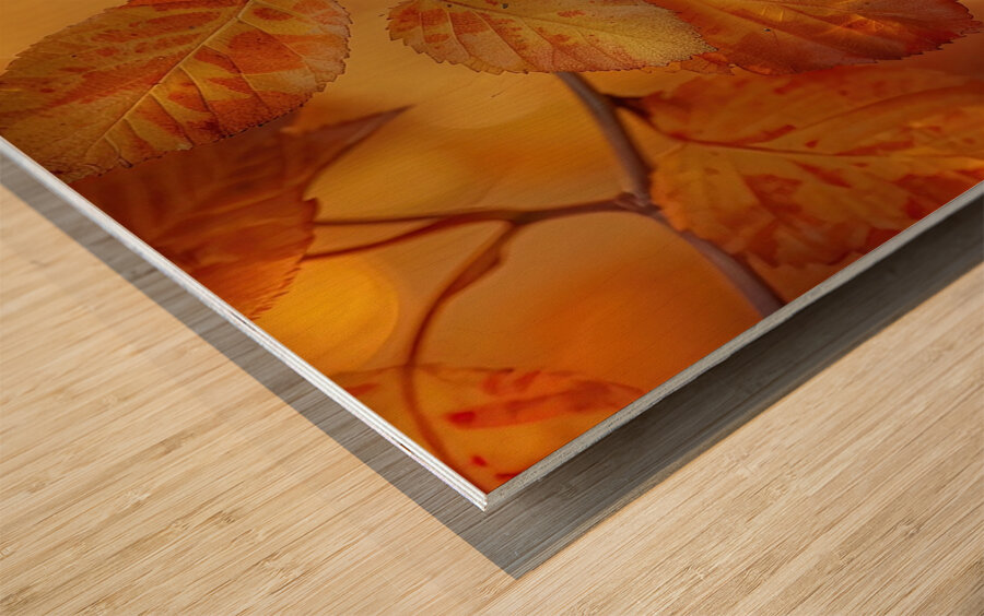 Autumn Leaves Glowing Y59H7N 45 Wood print