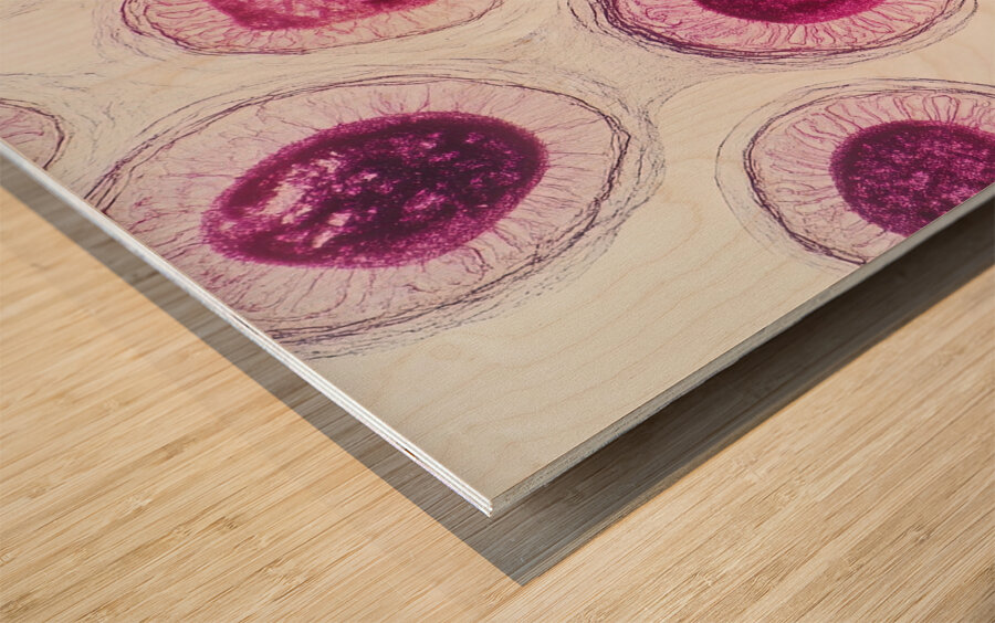 Cellular Harmony 249CPZ 47 Wood print