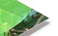 Sea Grape  Tree HD Metal print