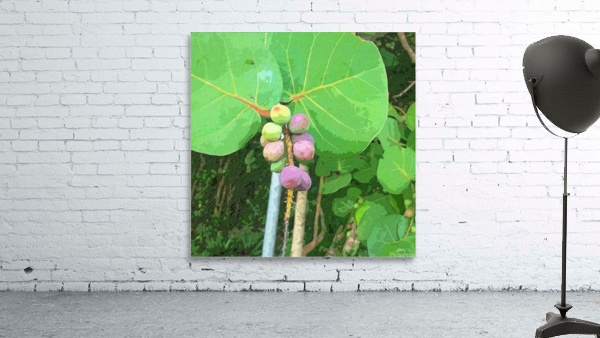 Sea Grape  Tree Wall Preview