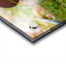 Mushroom Acrylic print