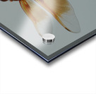 Dragonfly Acrylic print