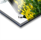 Flower Garden Acrylic print