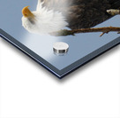 Eagle Perch Acrylic print