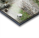 Zebra Acrylic print