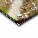 Dewy Morning Acrylic print