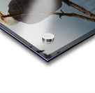 Bald Eagle Acrylic print