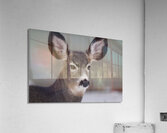 Deer Acrylic Print