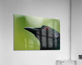 Those Eyes Acrylic Print