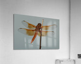 Dragonfly Acrylic Print
