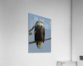 Eagle Perch Acrylic Print