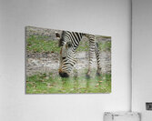 Zebra Acrylic Print