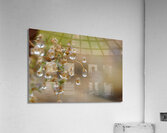 Dewy Morning Acrylic Print