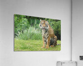 Tiger Acrylic Print
