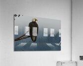 Bald Eagle Acrylic Print