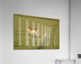 Antelope Acrylic Print