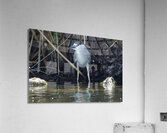 Heron Acrylic Print