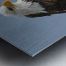 Eagle Perch Metal print