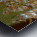 Dewy Morning Metal print