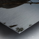 Bald Eagle Metal print