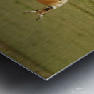 Antelope Metal print