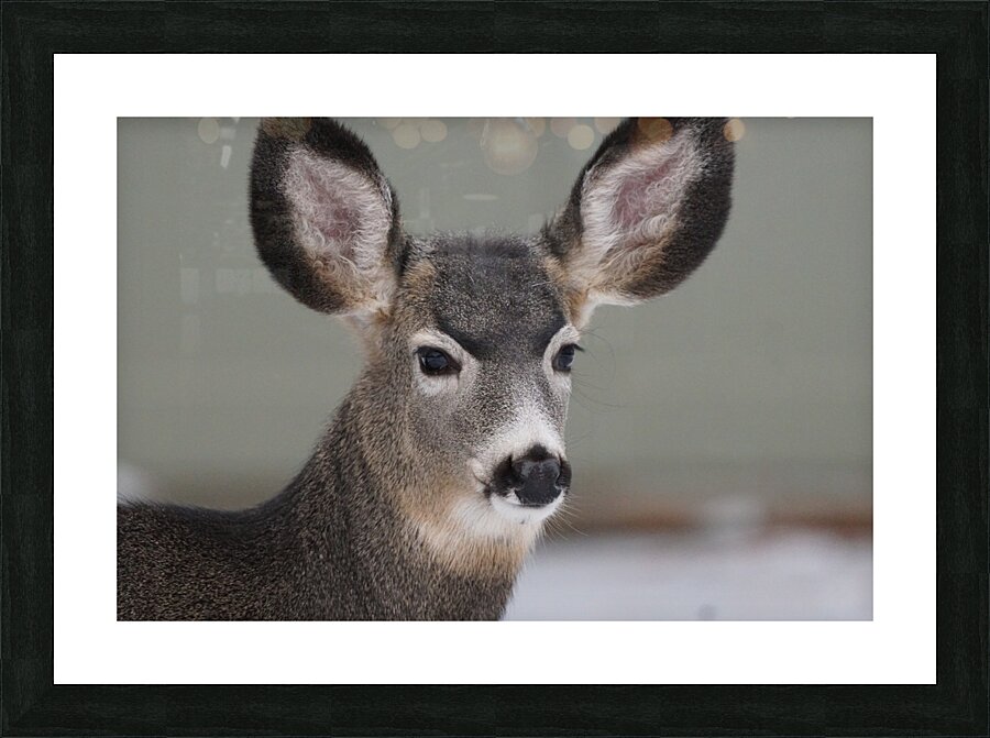 Deer Picture Frame print