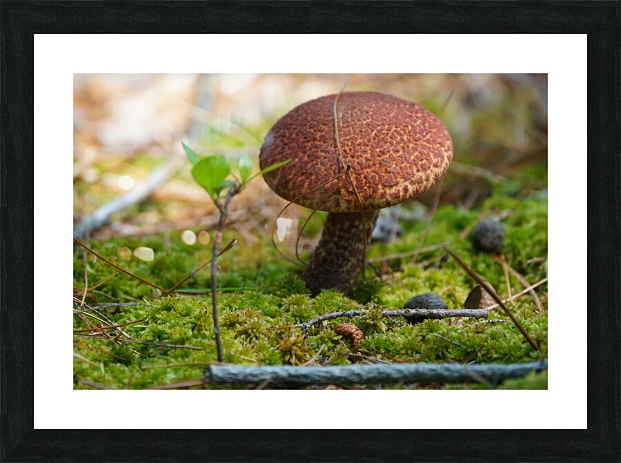 Mushroom Picture Frame print