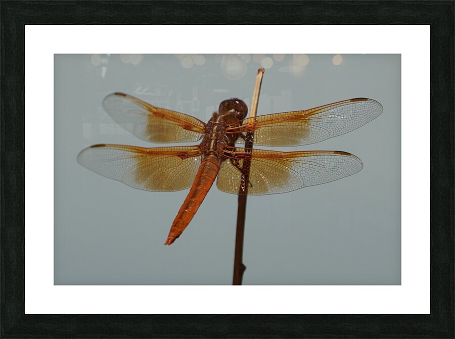 Dragonfly Picture Frame print