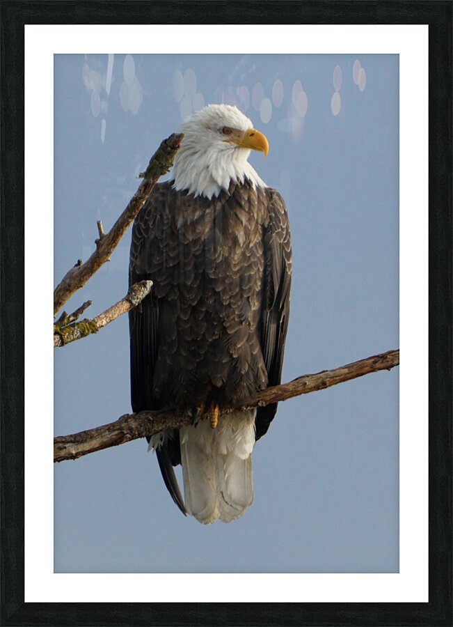 Eagle Perch Picture Frame print