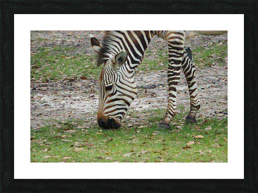 Zebra Picture Frame print
