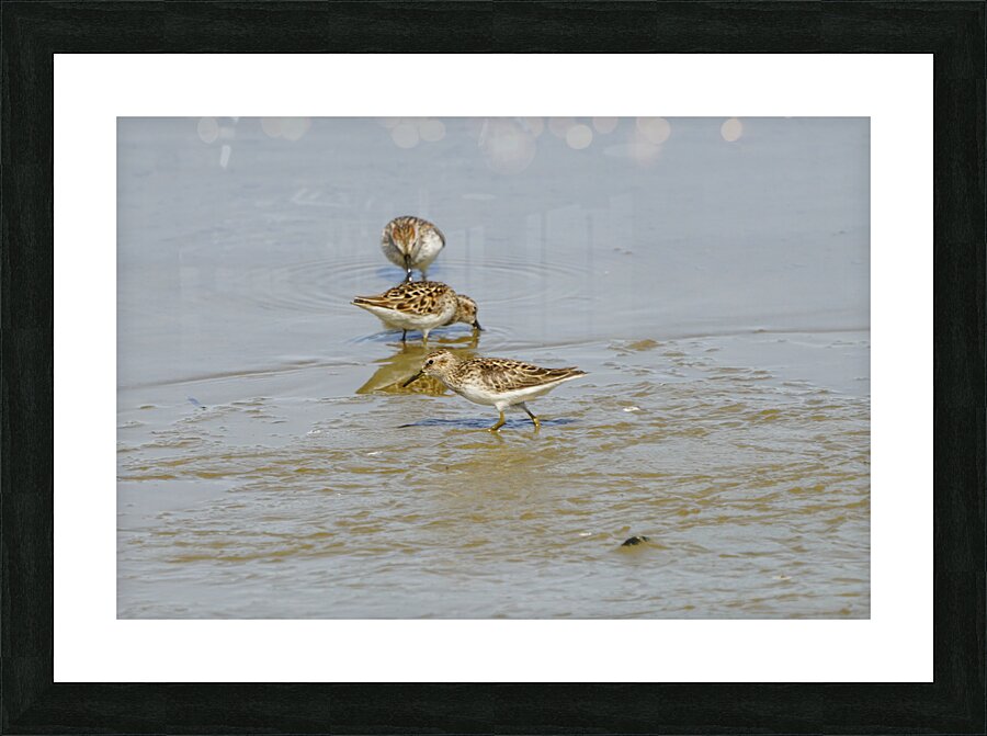 Birds Picture Frame print