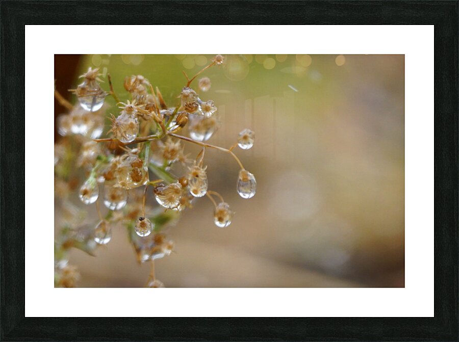 Dewy Morning Picture Frame print