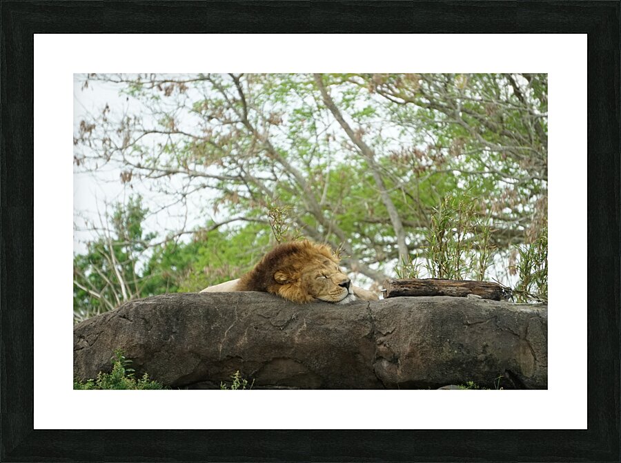 Lions Nap Picture Frame print