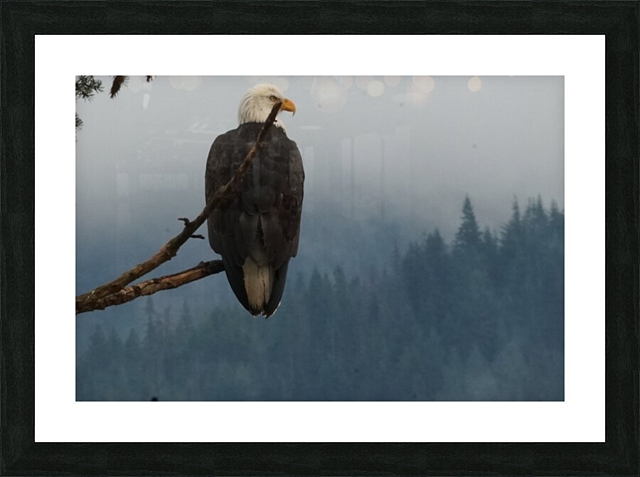 Bald Eagle Picture Frame print