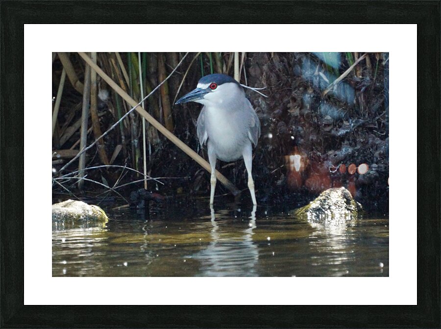 Heron Picture Frame print