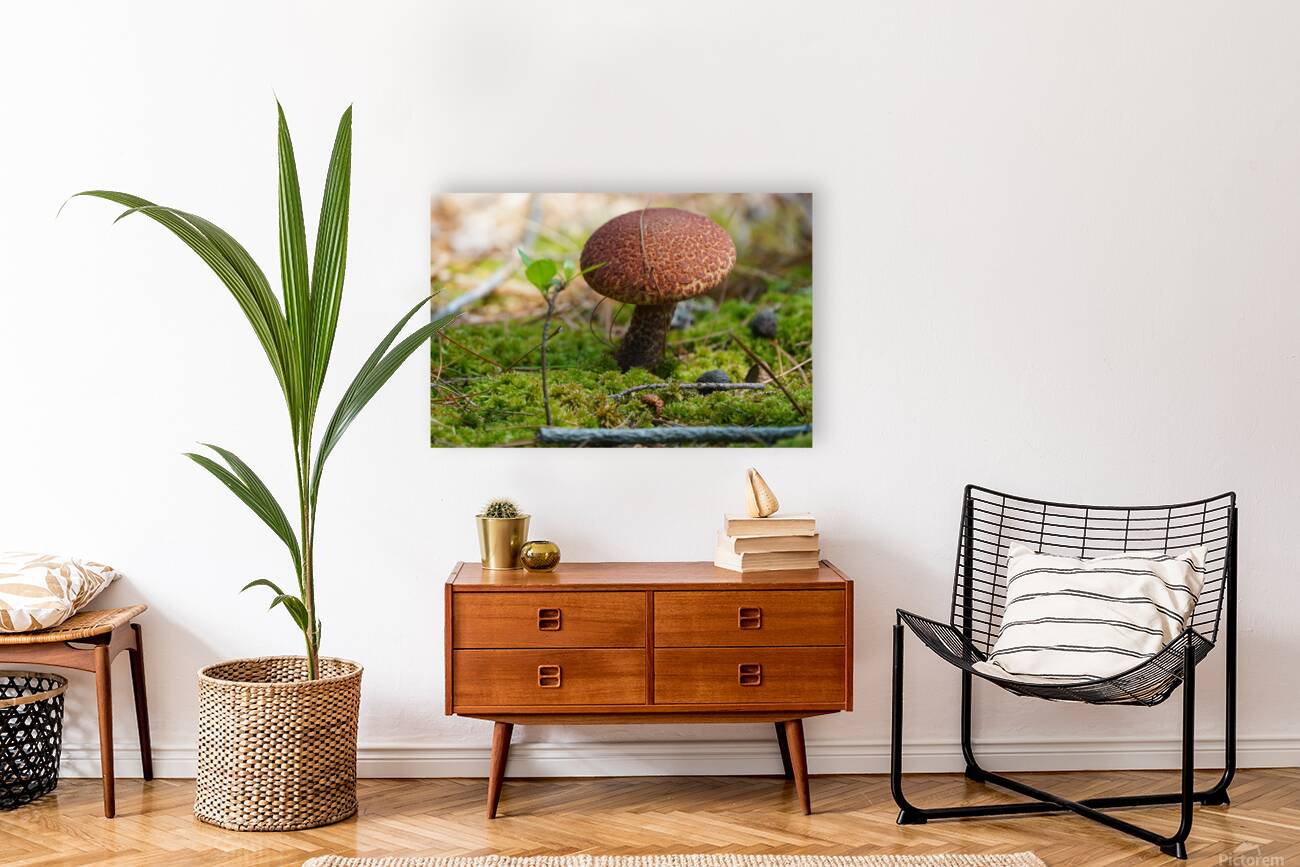 Mushroom Reproduction