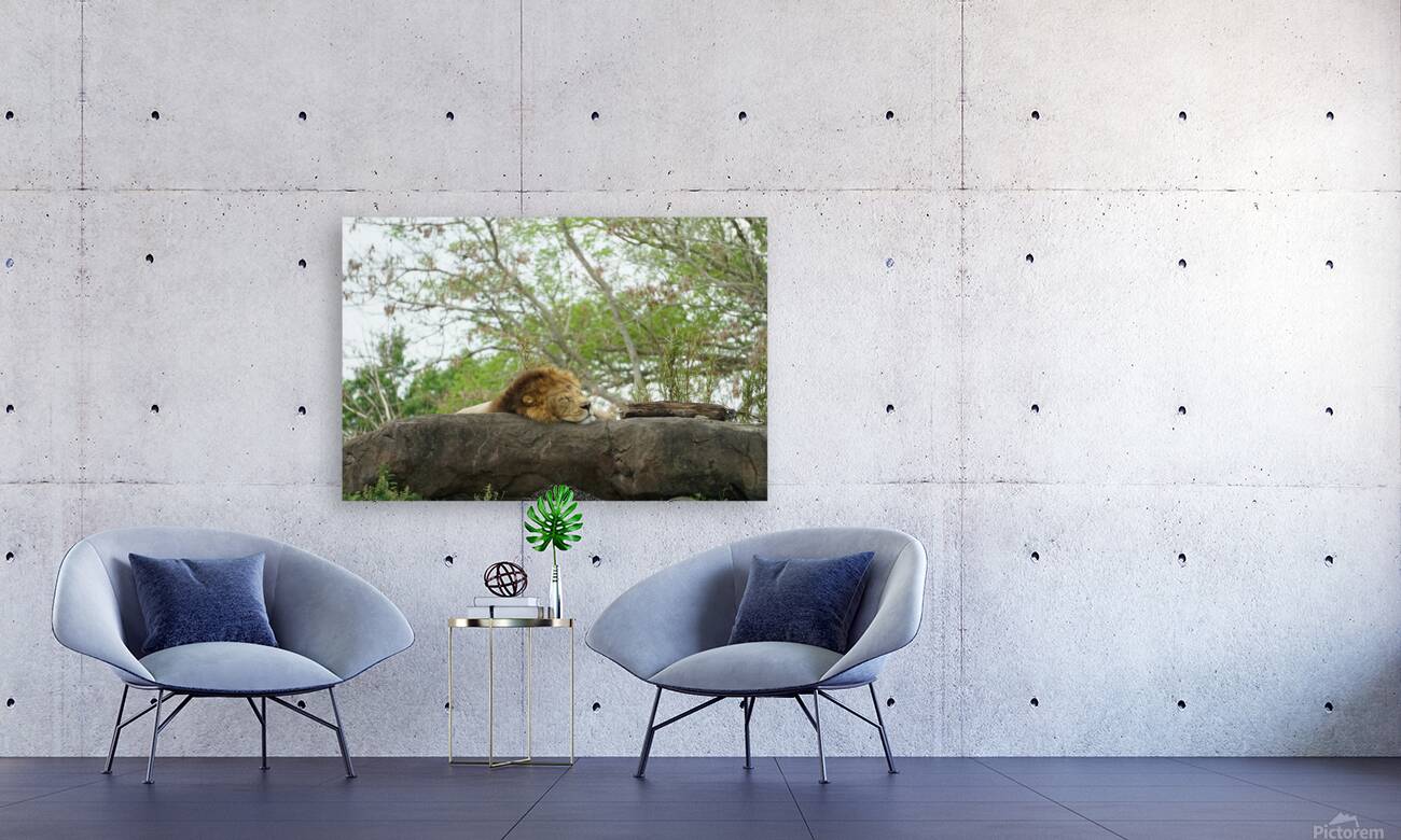 Lions Nap Reproduction