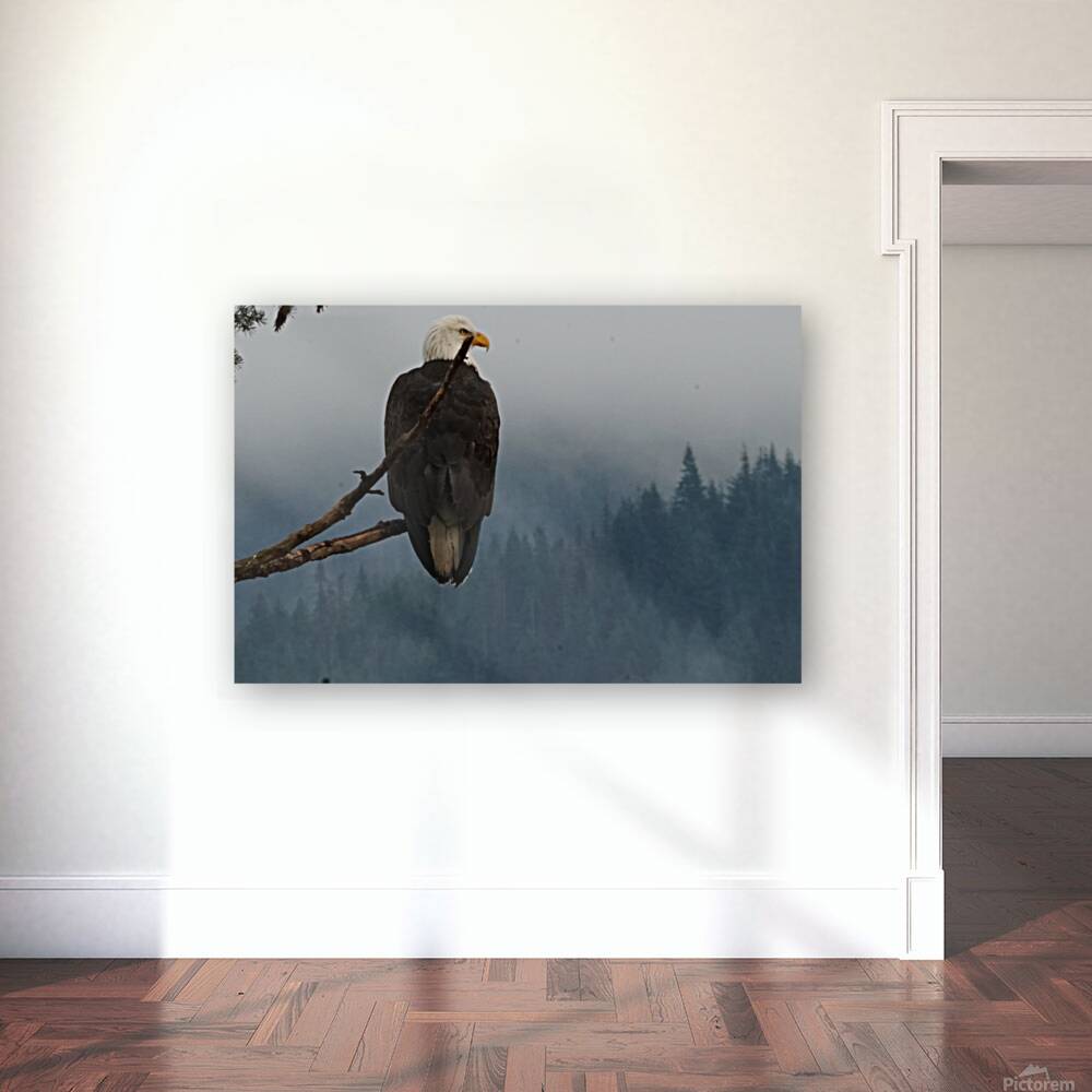 Bald Eagle Reproduction