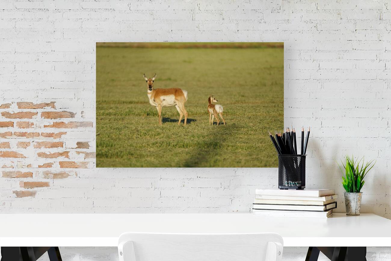 Antelope Reproduction