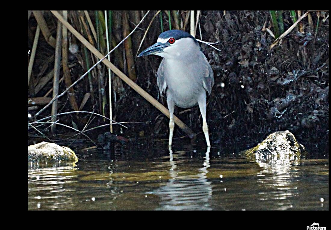 Heron Reproduction