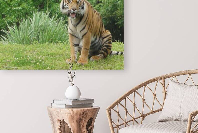Tiger Reproduction