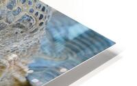 Tortoise Portrait HD Metal print