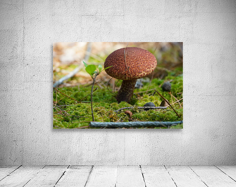 Mushroom Wall Preview