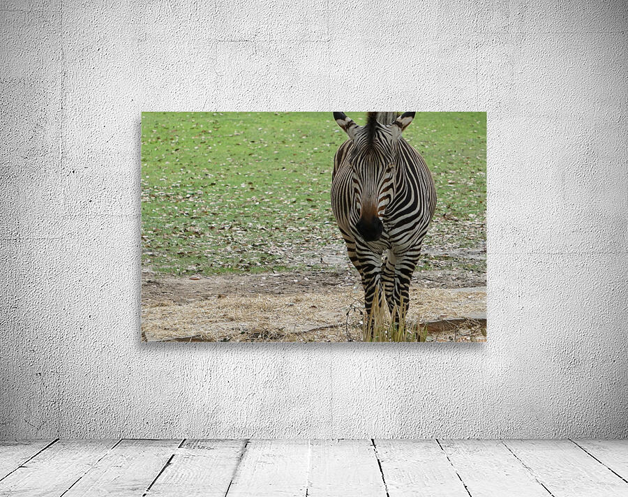 Zebra Portrait Wall Preview