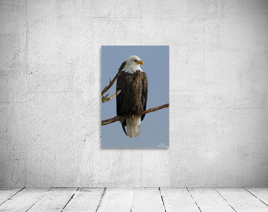 Eagle Perch Wall Preview